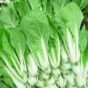 小白菜种植技术要领，攻略来了