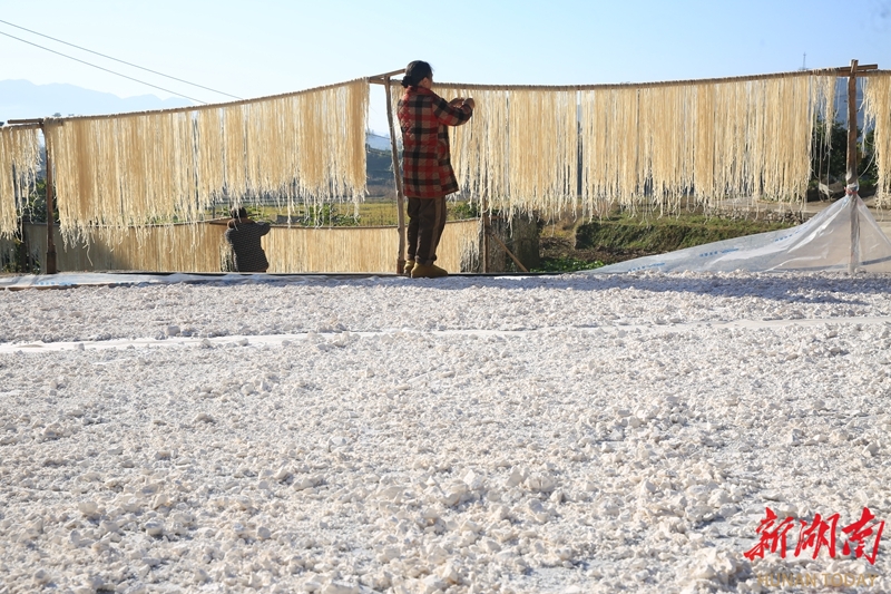 粉条加工助增收