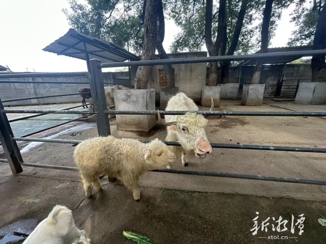 湘潭和平公园动物园喜迎首只人工繁育小牦牛 “高原之舟”家族添新丁