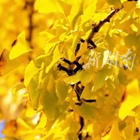 满城金黄！桃源县银杏进入最佳观赏期