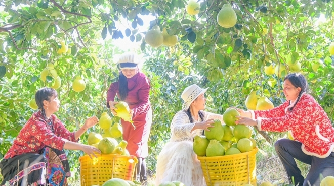 农旅融合促增收