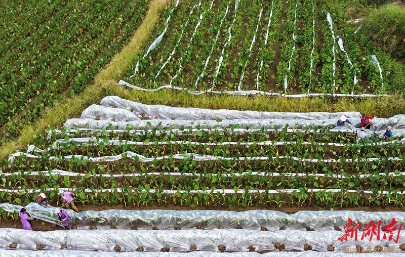 ​香芋覆膜越冬