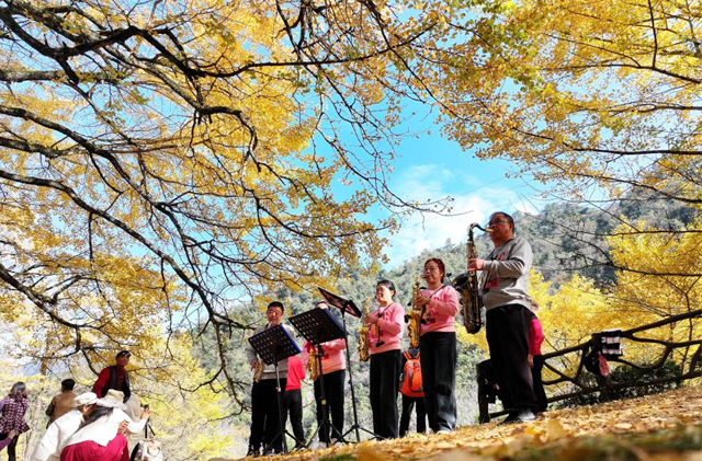 Golden Ginkgo Trees Attract Tourists in Hunan
