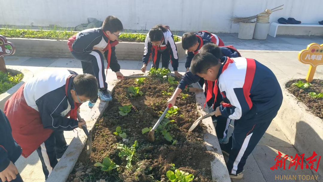 张家界文郡实验学校：“一米菜园” 让劳动教育 “接地气”