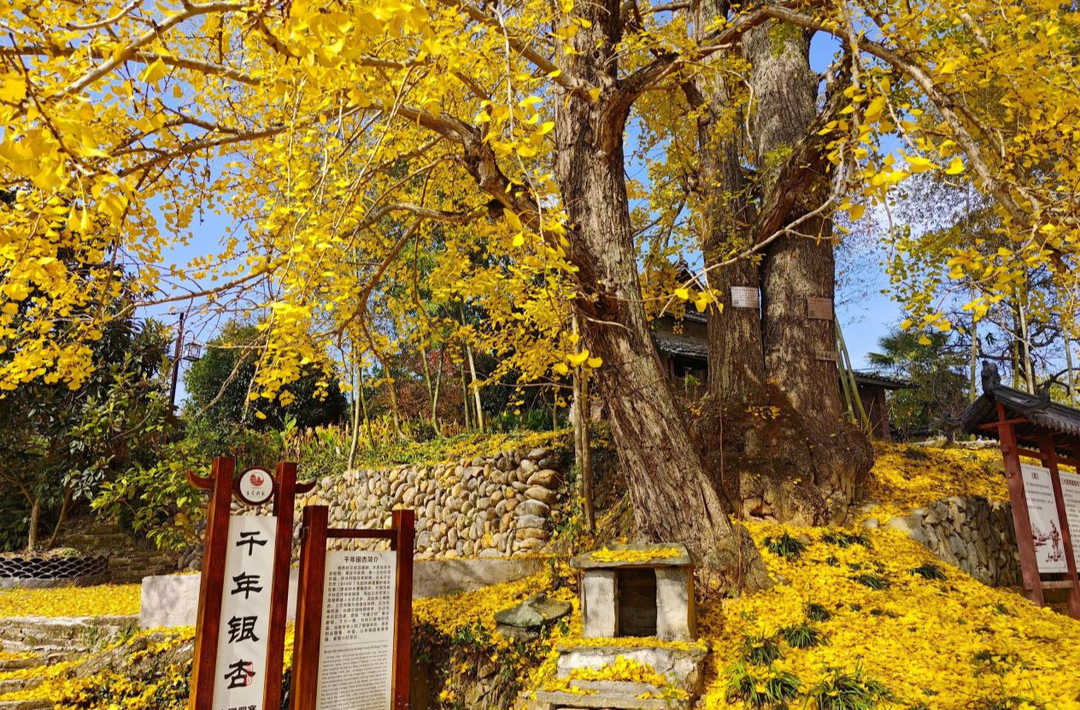 绥宁大团侗寨：千年银杏披“金甲”，满树金黄醉游人