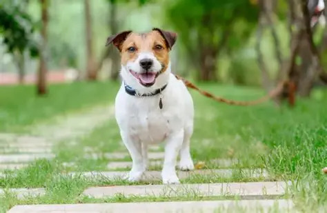 观点 | “遛狗拴绳入法”是“依法治宠”新升级