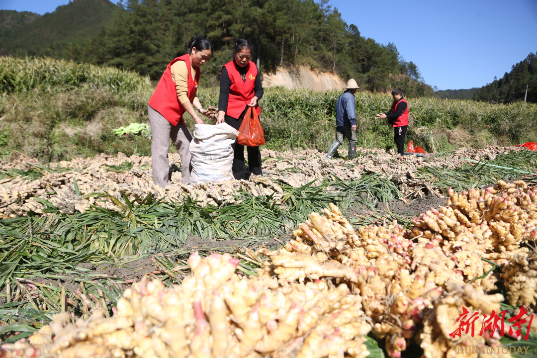 田间搭把手 助农收生姜