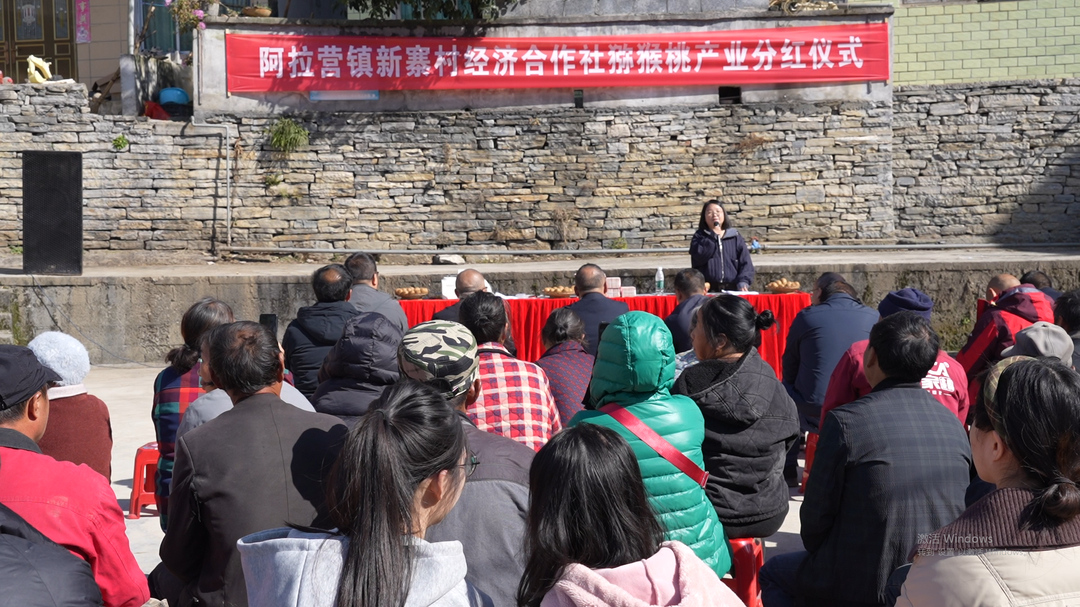 凤凰新寨村猕猴桃产业喜迎首年分红， “金疙瘩”铺就家门口致富路