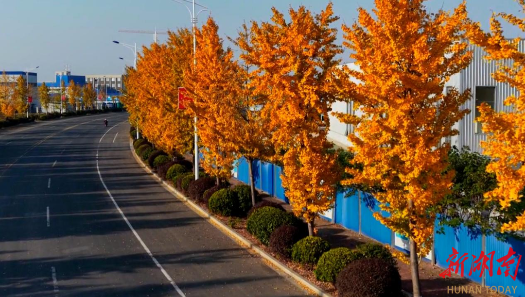 藏不住的金色长廊！大通湖环城西路银杏进入最佳观赏期