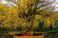 温差15℃湖南人又变甜了 干冷空气抵湘，省应急委办公室：严密防范森林火灾