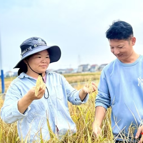 巴陵良稻③｜洞庭田野上的“新农人”
