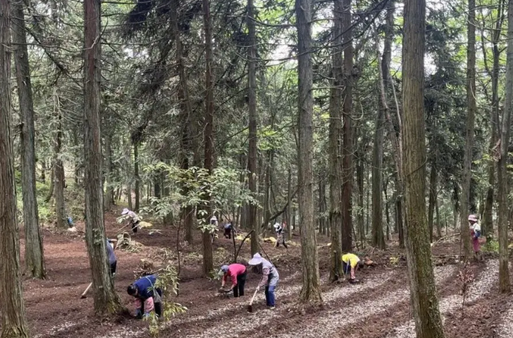 发展林下经济助力绿富同兴