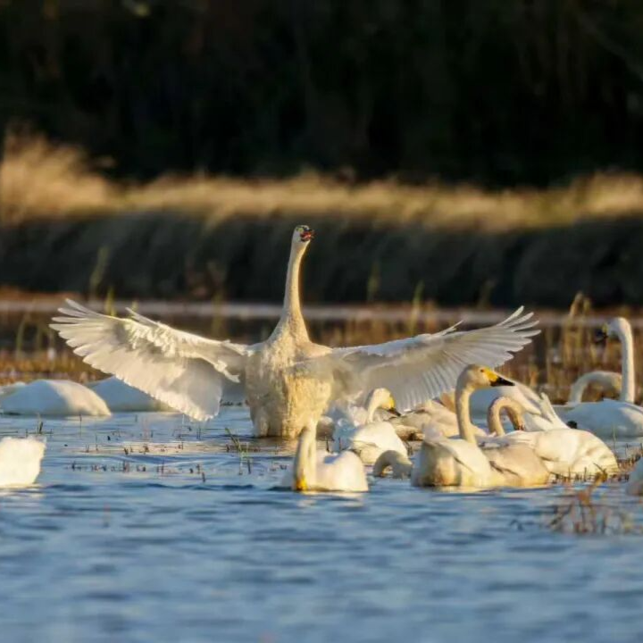 在沉江处升起羽翼
