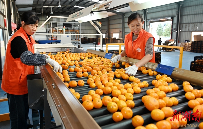 智能选果提质增效