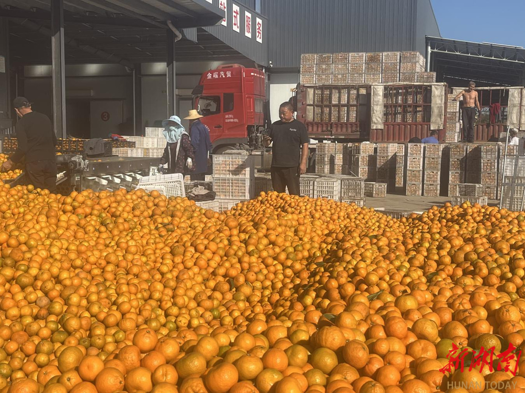 澧县盐井镇：深耕“一村一策”特色优势 激活基层治理“一池春水”​