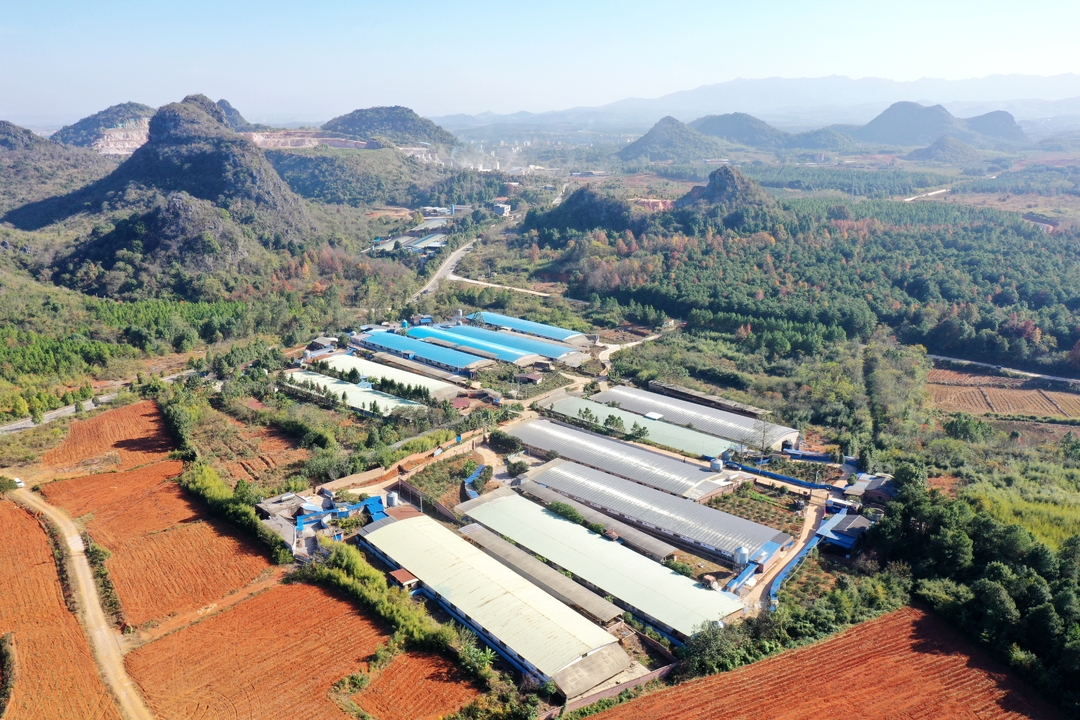 宁远县落地电子耳标新技术 为养殖业风险管控注入“智慧芯”