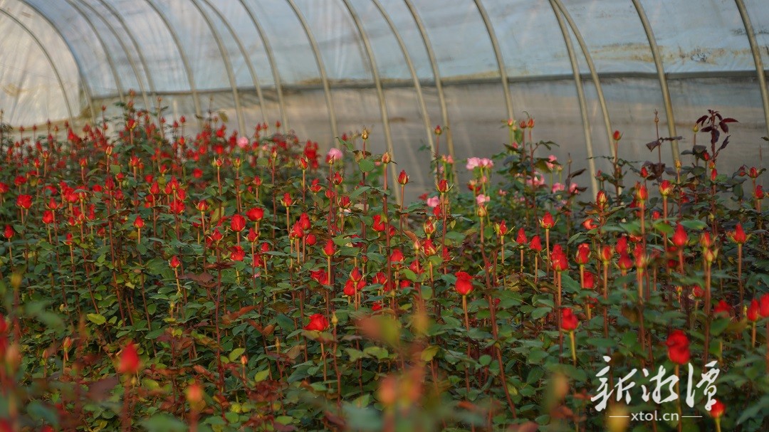 岳塘区“湘采鲜花”种植基地：鲜花销售旺 市民打卡忙