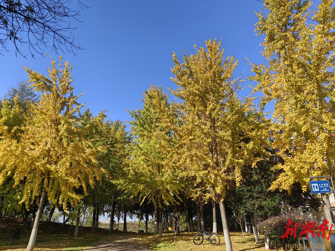随笔丨杨梅洲赏银杏有感