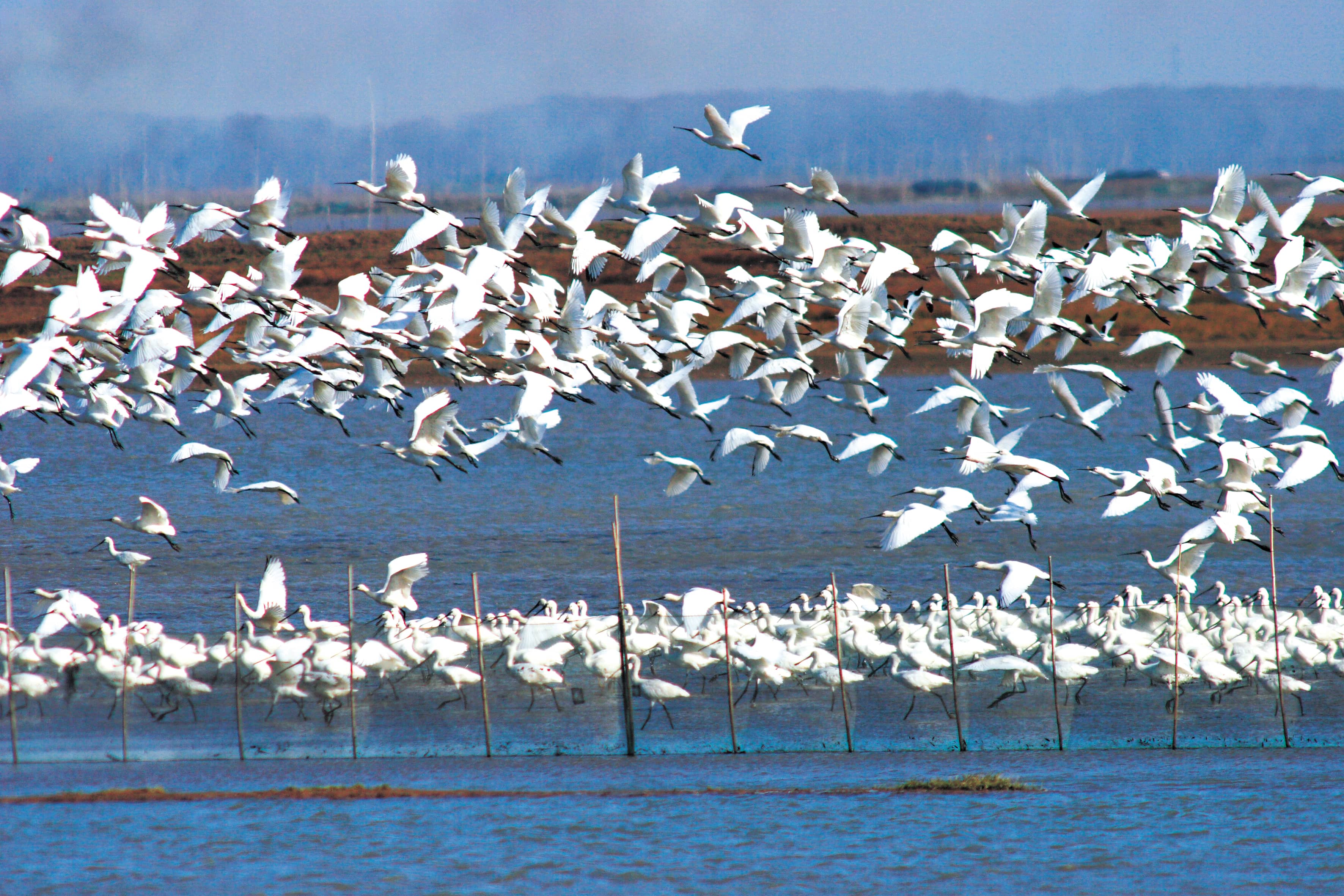 林草普法案例 | 法治润泽洞庭美 万鸟翩然入画来