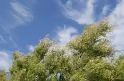 湖南气象发布：9级阵风抵湘！减少外出！