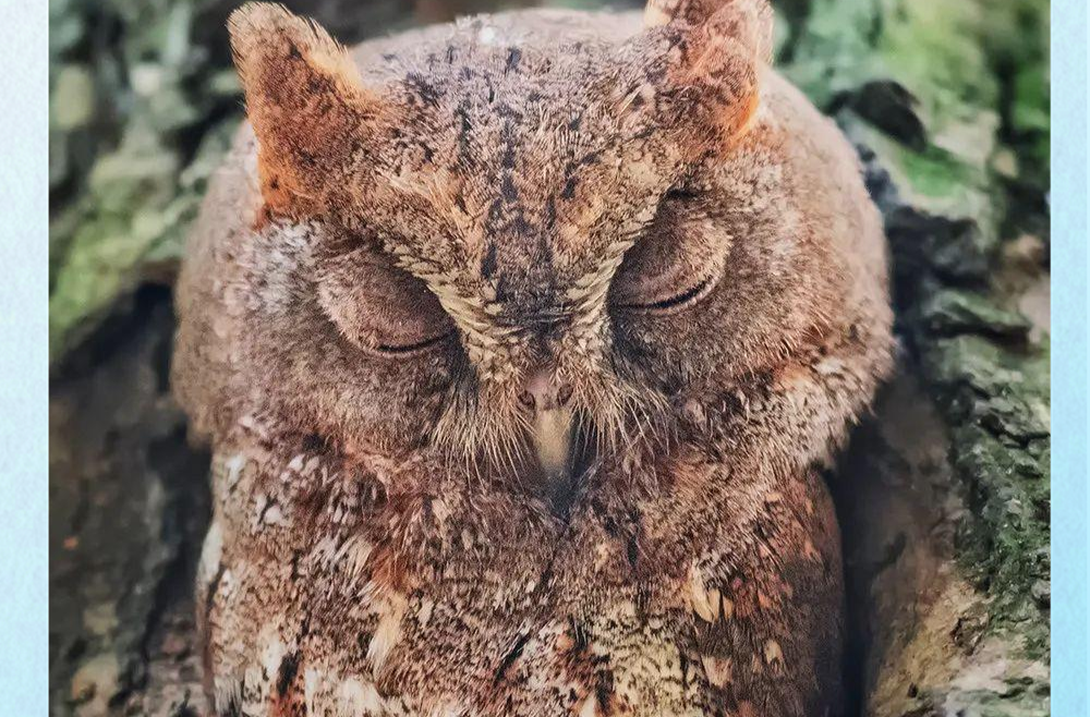北京一“树干”竟在嘤嘤叫？摄影师拍到了软萌鸟红角鸮