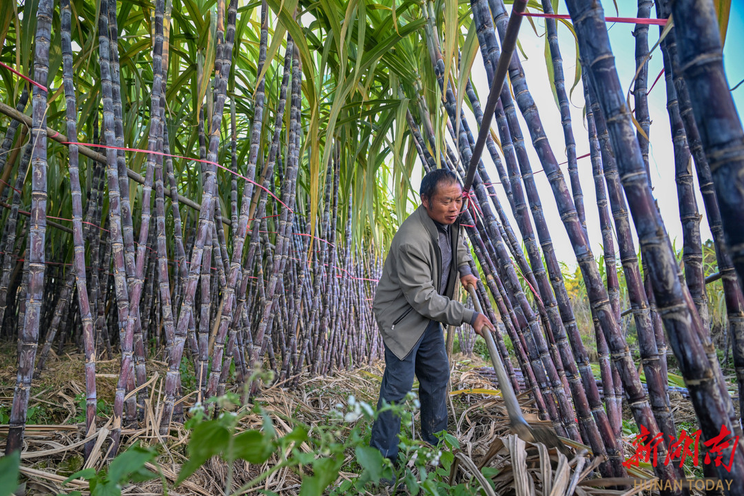 甘蔗丰收促增收