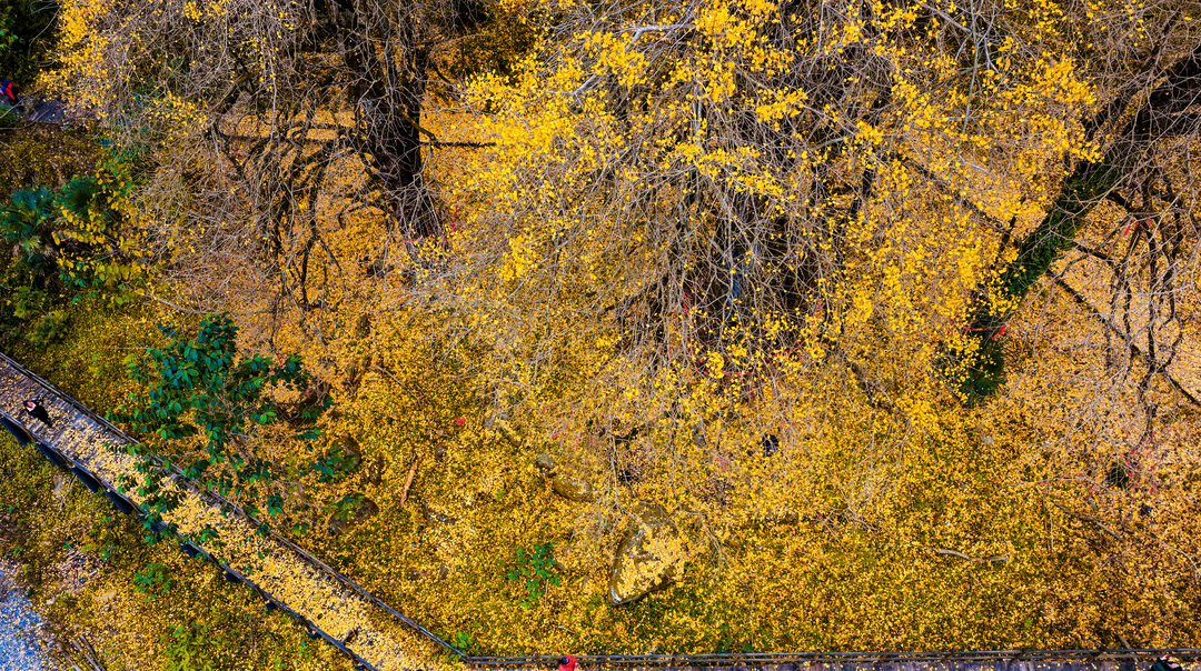 新宁县：千年银杏披金纱，杨桥古村醉游人