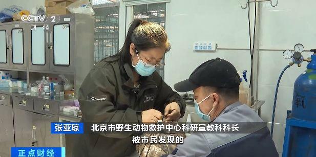 北京：卫星追踪 AI监测 护鸟手段持续升级