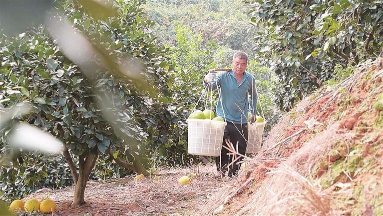 宜章县贺家村：柚香四溢助增收