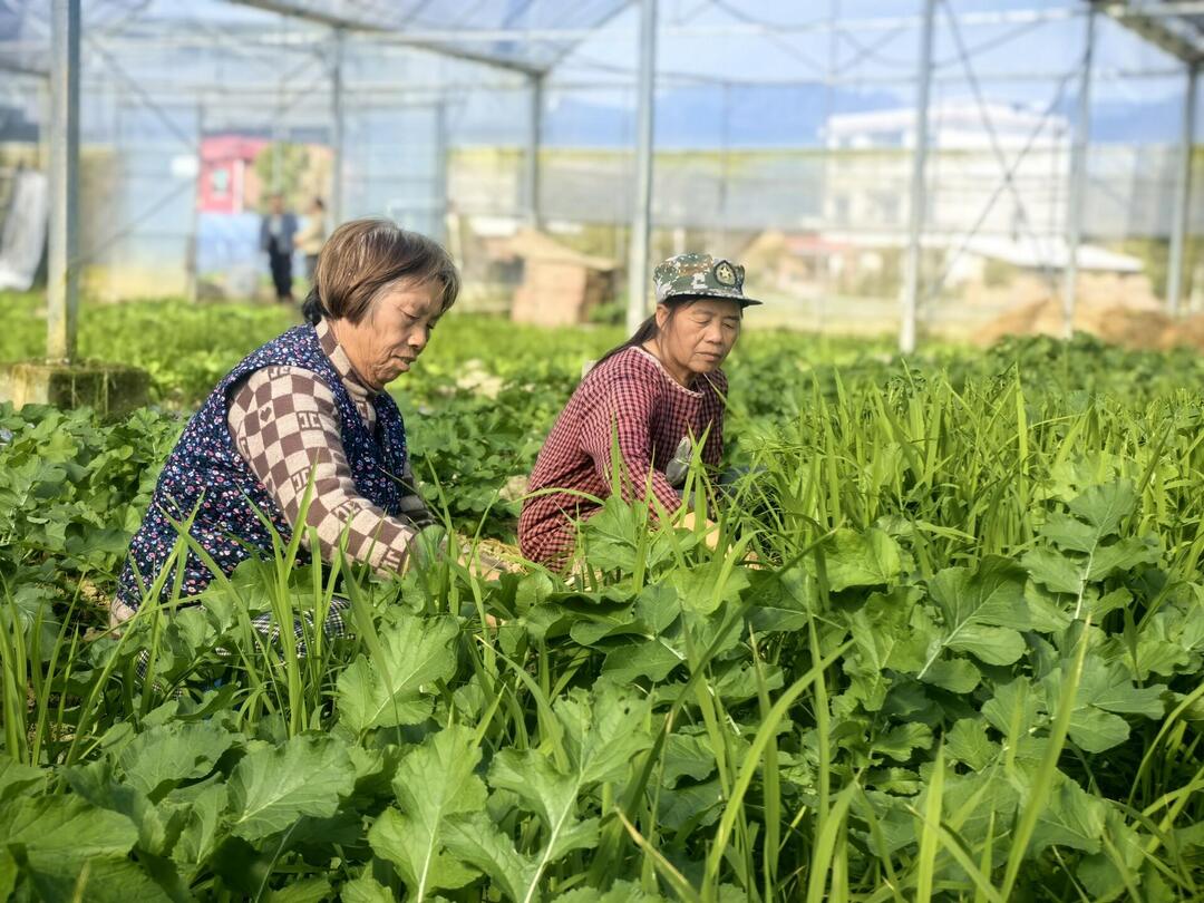 “小蔬菜”变身“大产业” 洞口县花古街道“冬闲”变“冬忙”