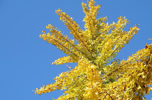 湘潭县银杏路：满目金黄入画来