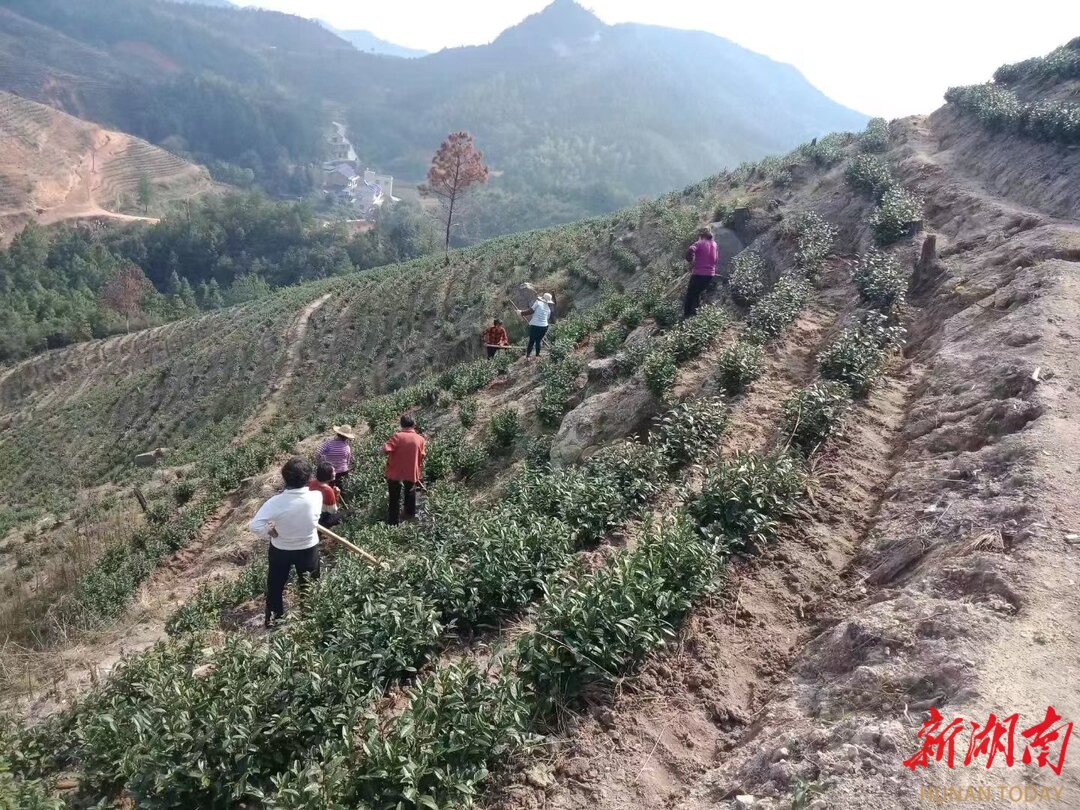 衡阳县：“土特产”鼓起百姓“钱袋子”  该县农业全产业链综合产值突破500亿元