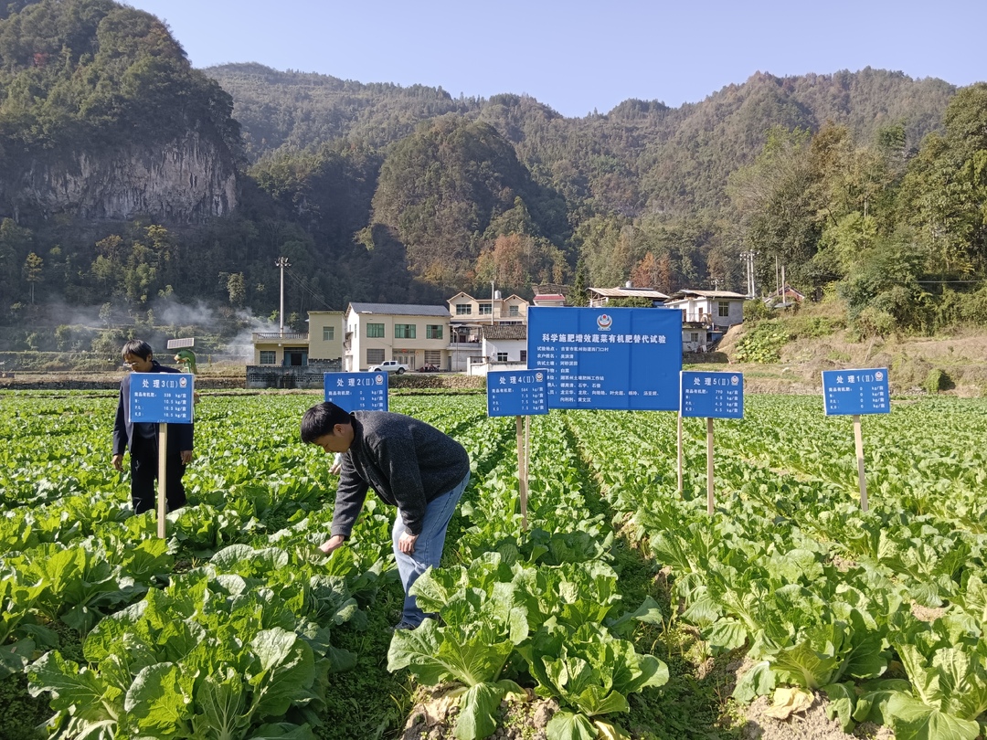 化肥减量提质 湘西州铺就农业绿色发展路