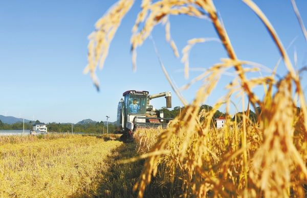 图片新闻：江永县农机抢收晚稻@湖南日报市州版