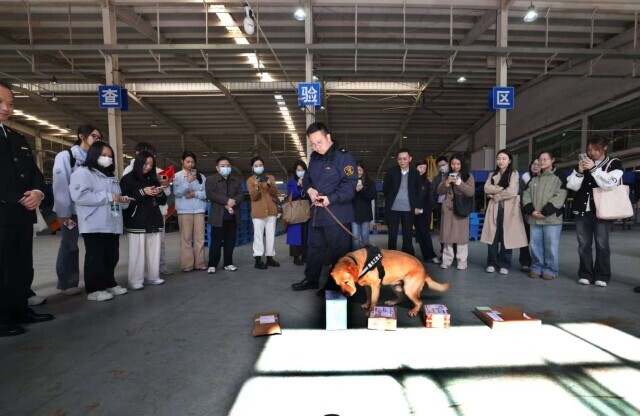 蚂蚁、鼠妇……海关截获邮件里的“异宠”有多野？