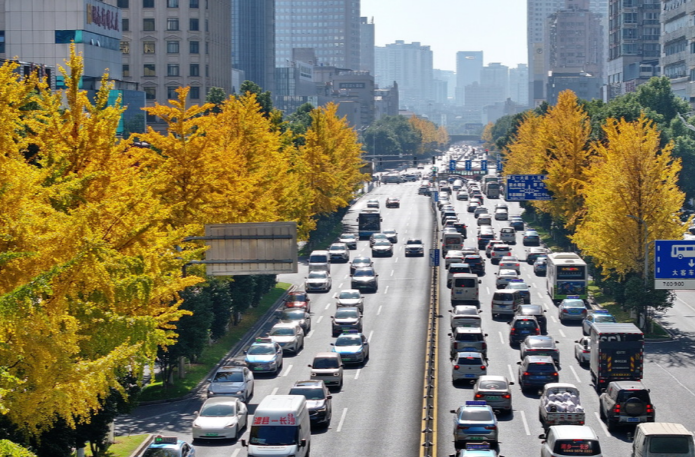 Ginkgo Trees Cloaked in Gold Across Changsha