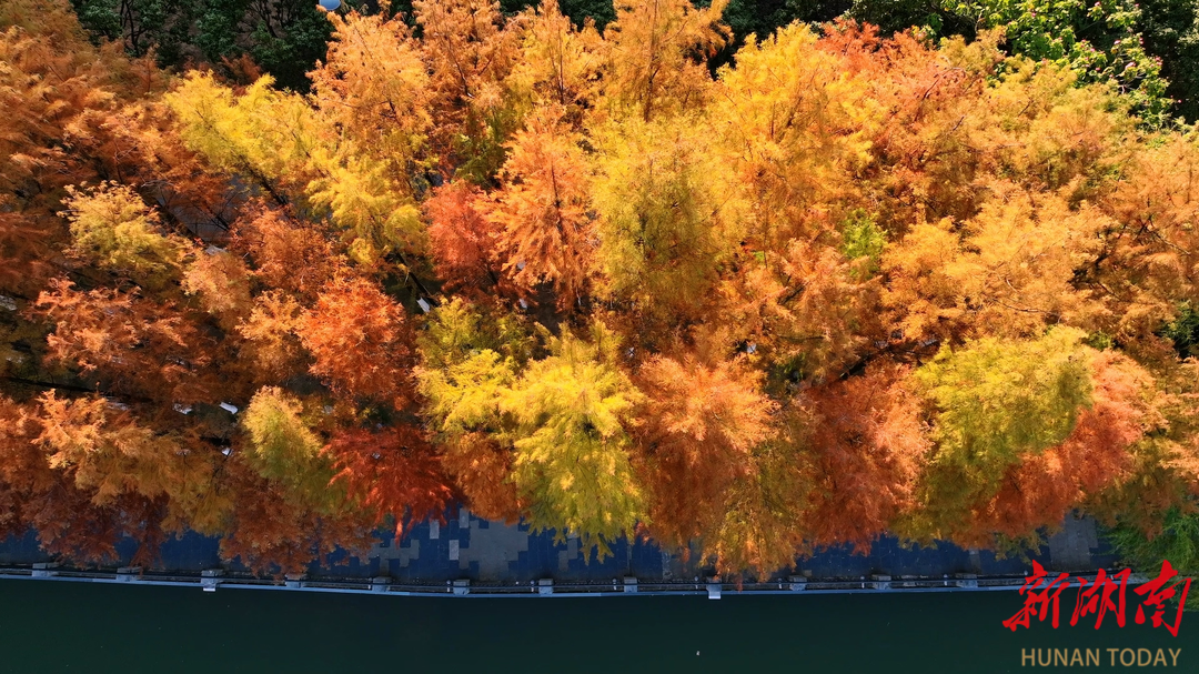 【大美鹤城】水杉红遍鹤鸣洲 赏景正当时
