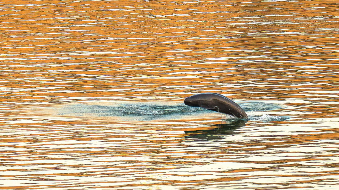 长江禁渔五年，成效如何