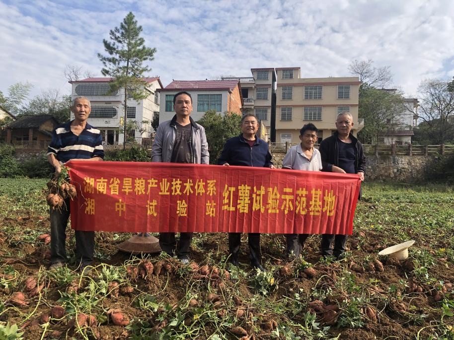 走向田间 服务产业 省旱粮体系湘中（邵阳）试验站红薯试验示范基地喜获丰收