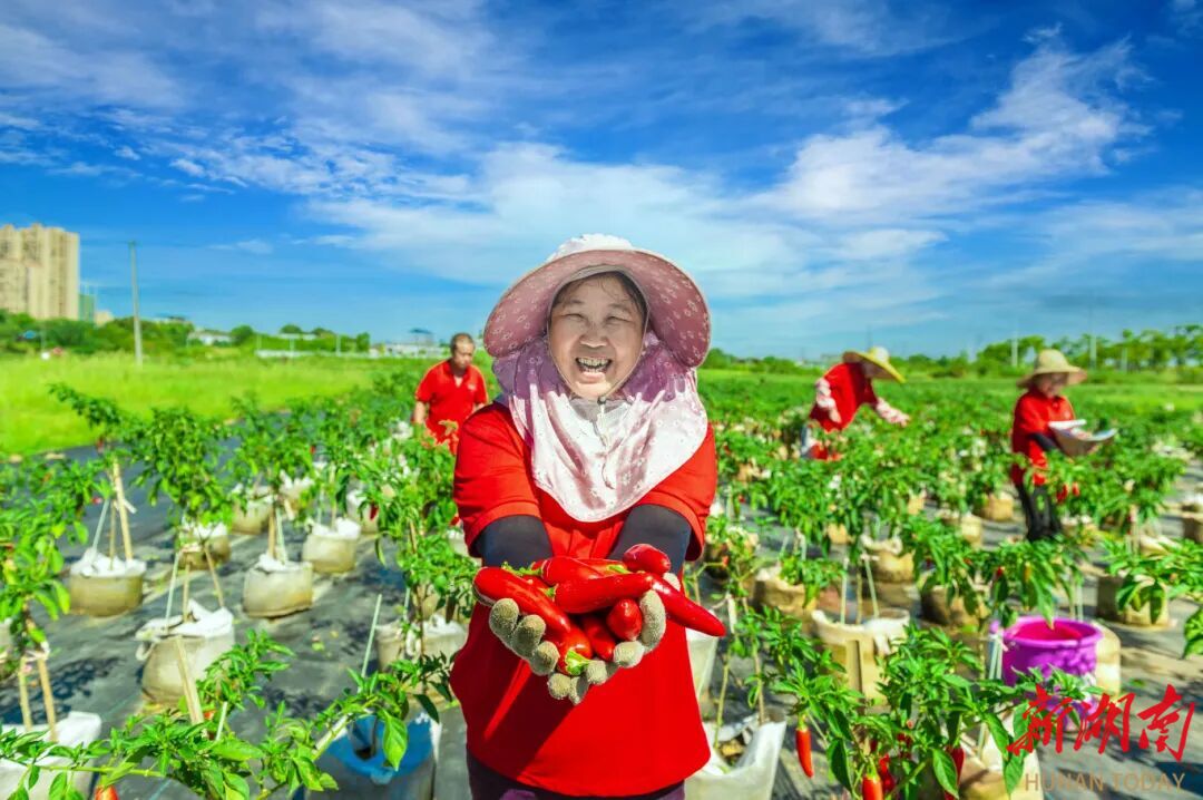 长沙“十四五”•星沙篇|为奋力谱写中国式现代化星沙篇章贡献“三农”力量