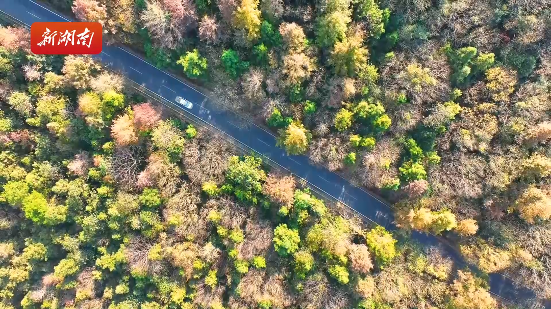 层林尽染!漫山 “枫”景入画来