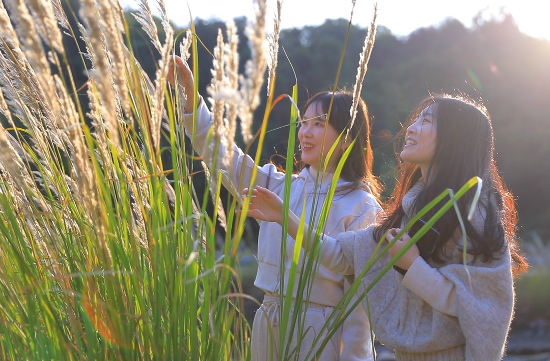 临武：楚江冬日“打卡”热，芦花如雪醉游人
