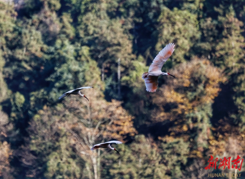 朱鹮在崀山安居乐业
