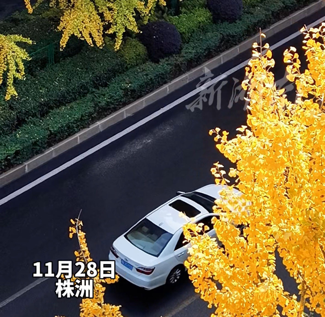 视频｜银杏叶黄了！株洲庐山路变身“金色海洋”