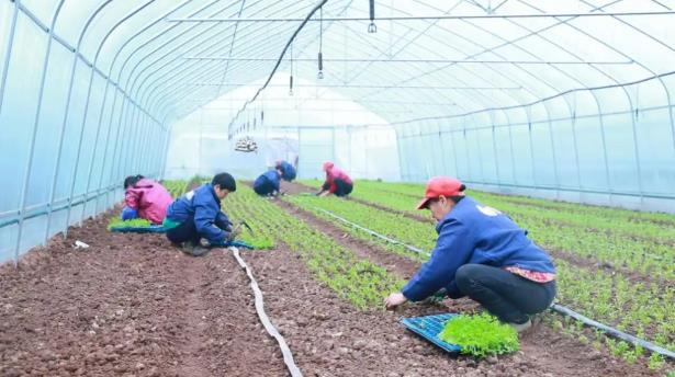 车间挑起“幸福担” 村民腰包鼓起来