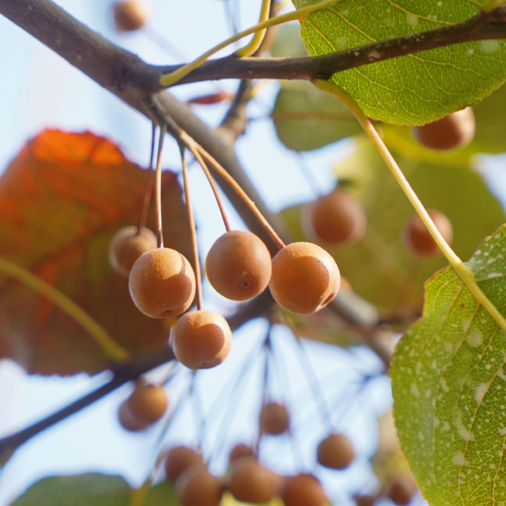 经济视野丨全球多地引种，湖南水果品种焕然一新