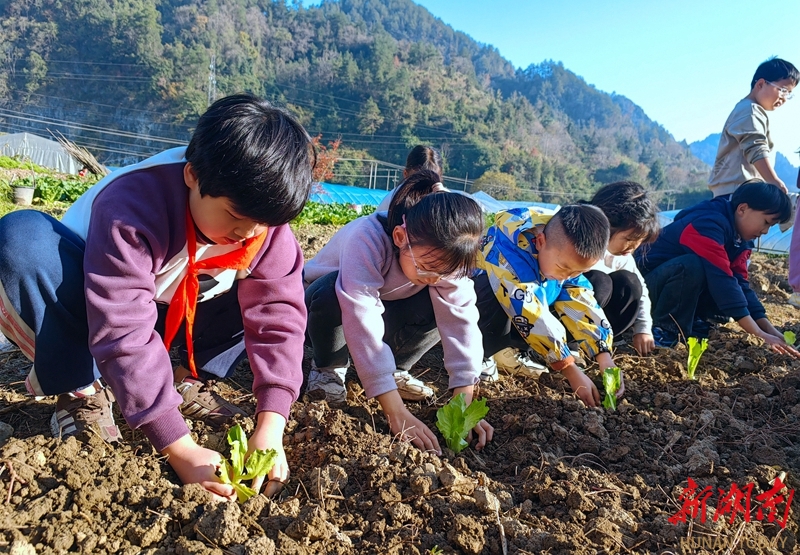 实践基地学种菜 劳动教育促成长