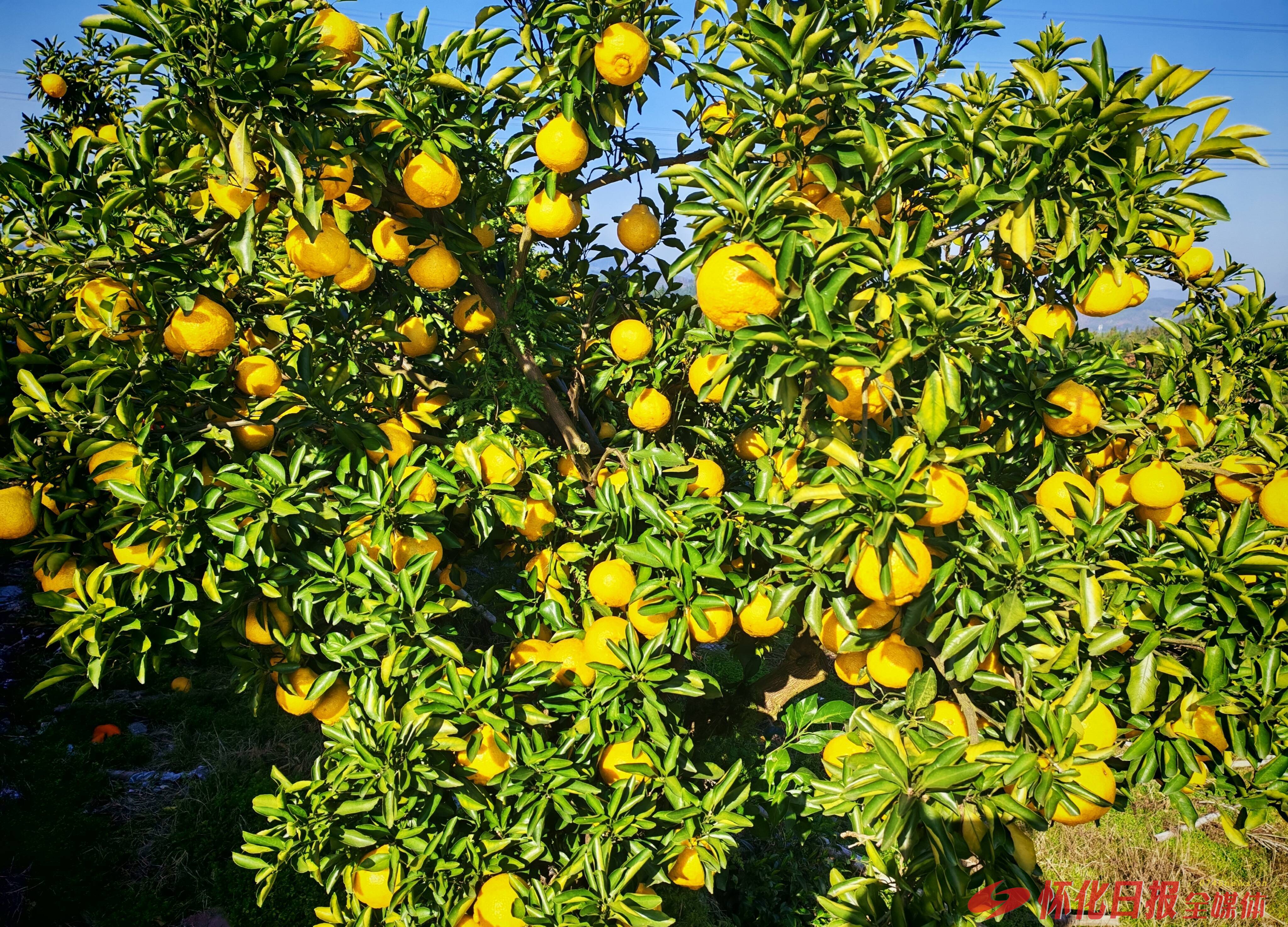 洪江市：特色产业铺就乡村振兴