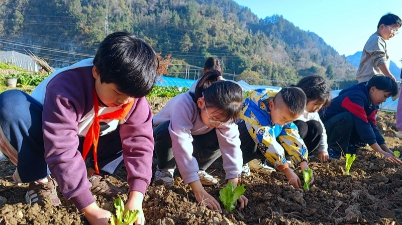 实践基地学种菜 劳动教育促成长
