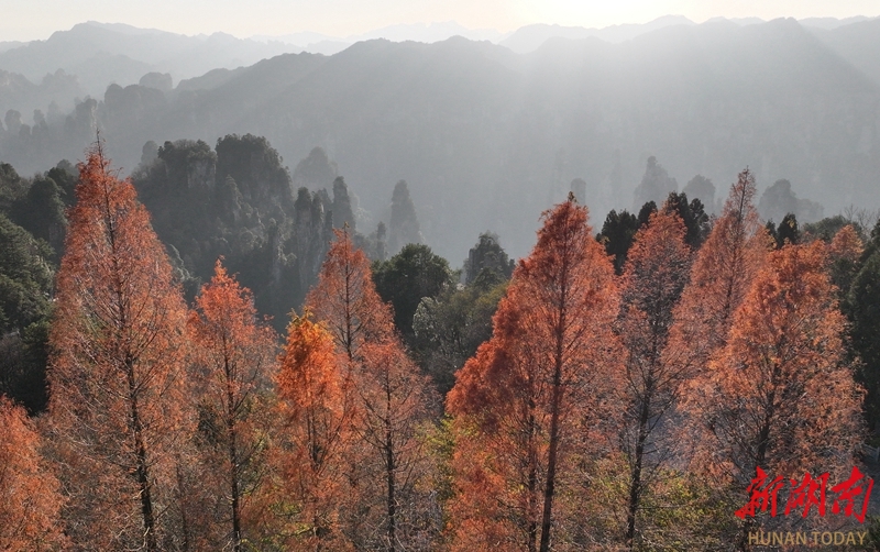 落日熔金染峰林